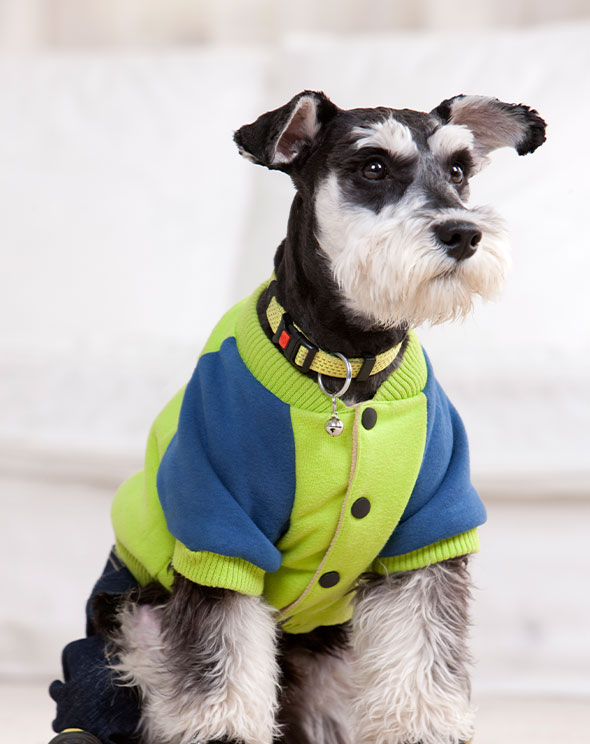 Ropa para mascotas