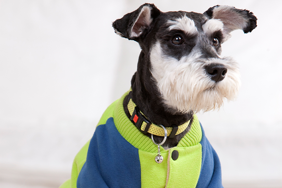 Ropa para mascotas